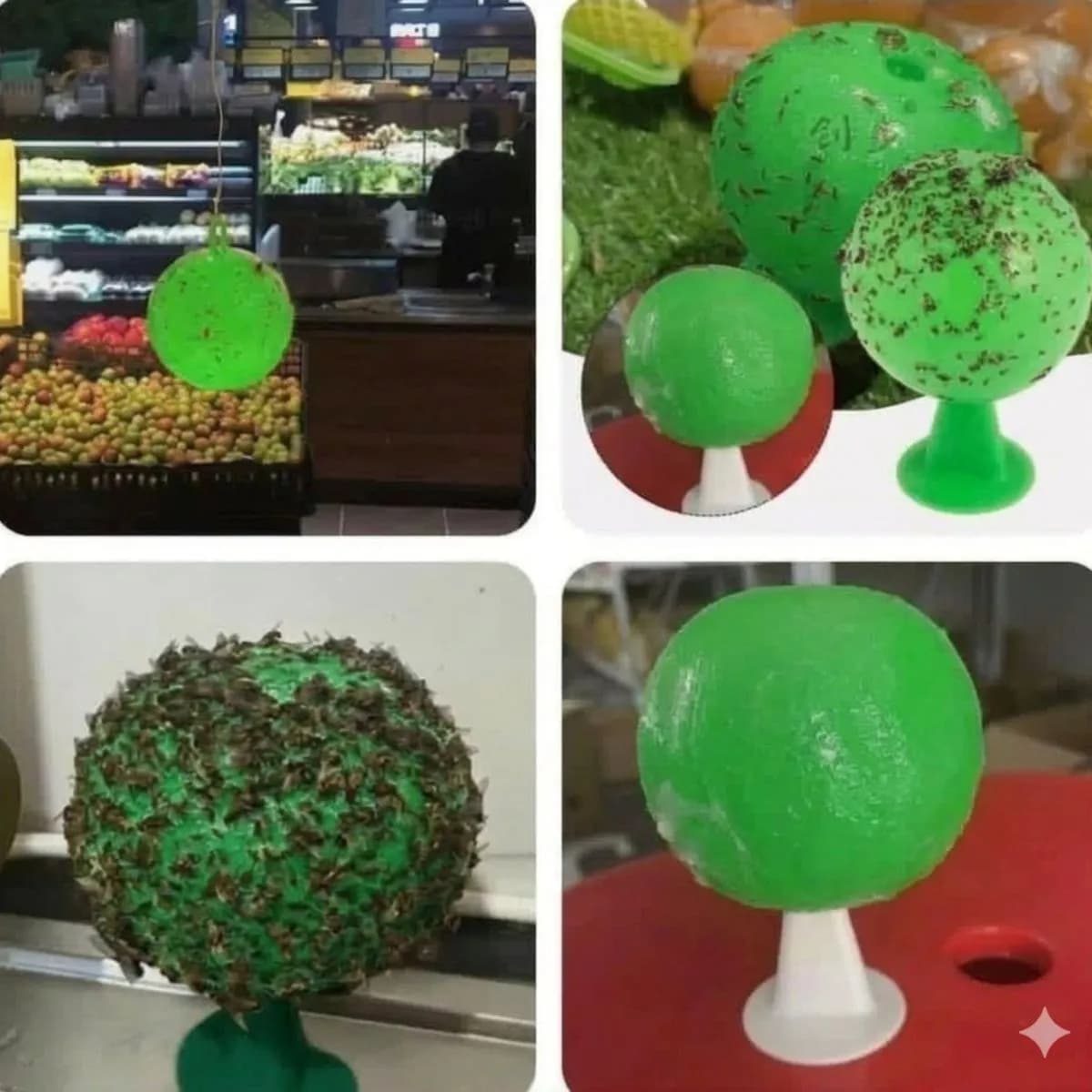 Kula Wylapujaca Owady